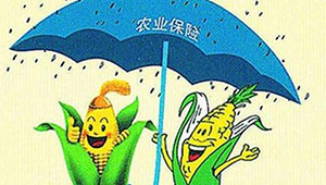 四川省農(nóng)業(yè)保險撐起助農(nóng)“保護傘”